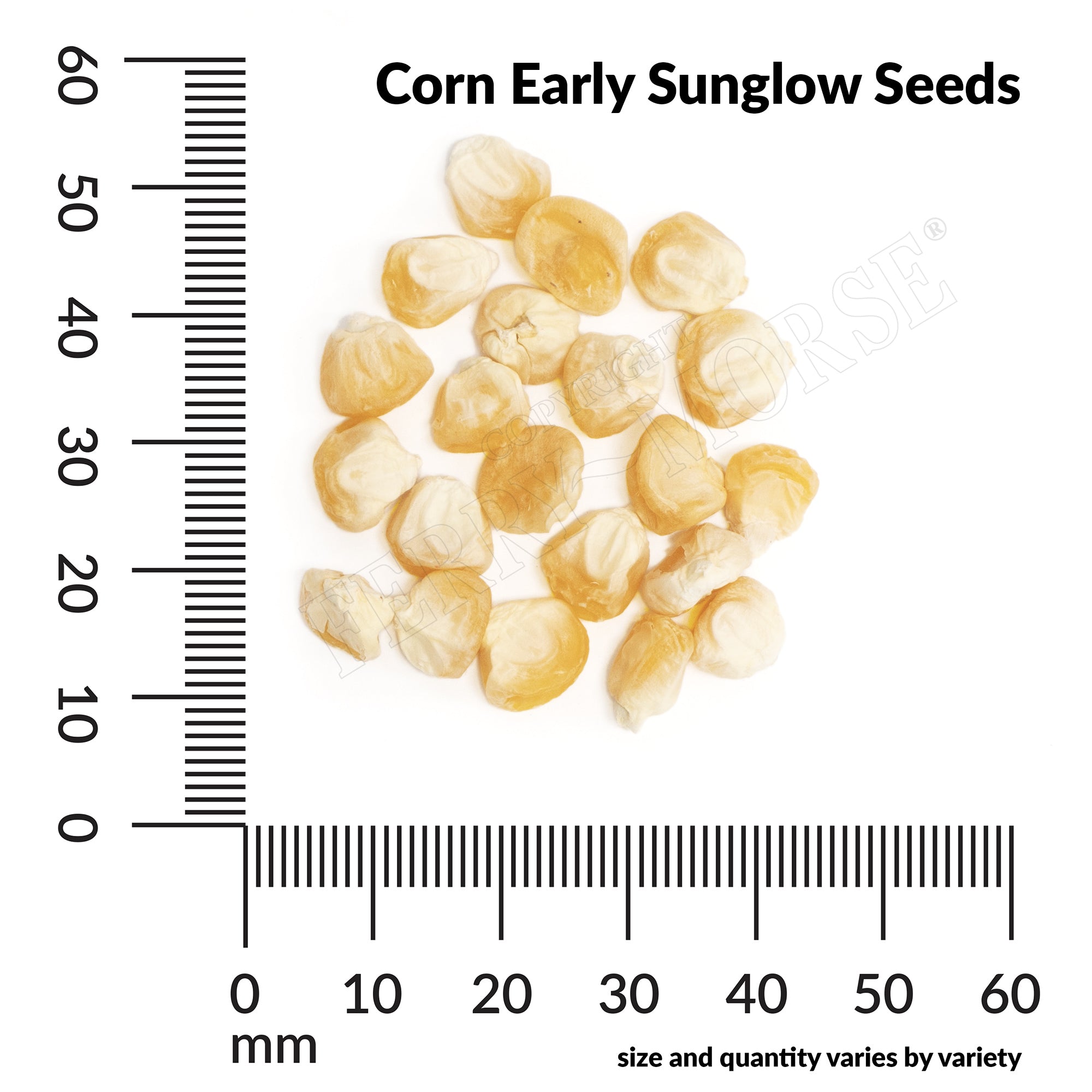 Sweet Corn, Early Sunglow Hybrid Seeds, 17.5g